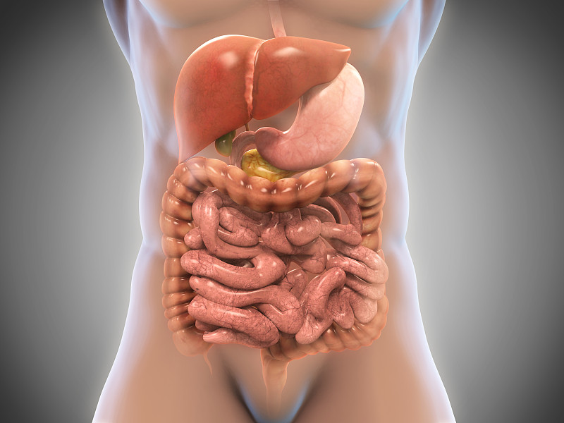 人类消化系统,胃,腹部,结肠,肠道,形状,绘画插图,腹腔