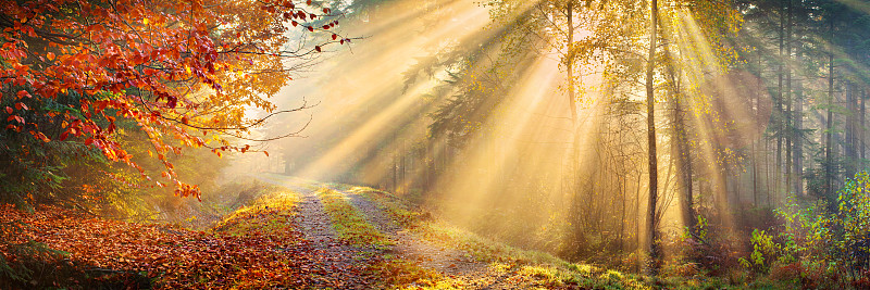 阳光光束,全景,秋天,森林,雾,树林,叶子,风景,地形,日光