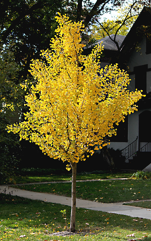 秋天,黄色,银杏树,金色,后院,脸朝下,垂直画幅,宁静,幸福,有机食品