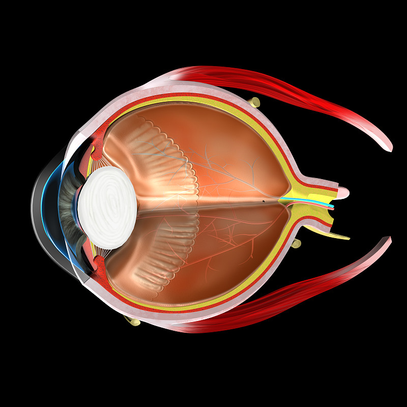 人的眼睛,脉络膜,巩膜,图表,角膜,盲人,视网膜,纤维光学,验光师