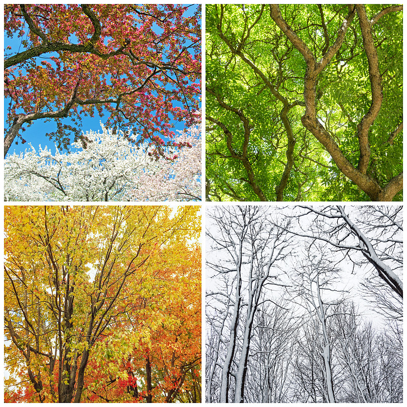 秋天,冬天,春天,夏天,加拿大文明,脚踏车,公园,魁北克,自行车,树干