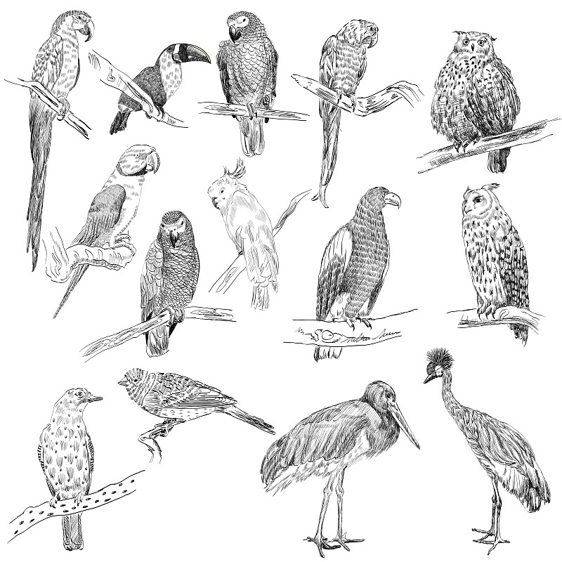 鸟类,矢量,绘画插图,符号,墨水,热带雨林,野外动物,组物体,计算机制图