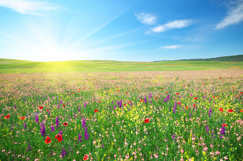 草地,春天,花朵,田地,草坪,天空,美,水平画幅,山