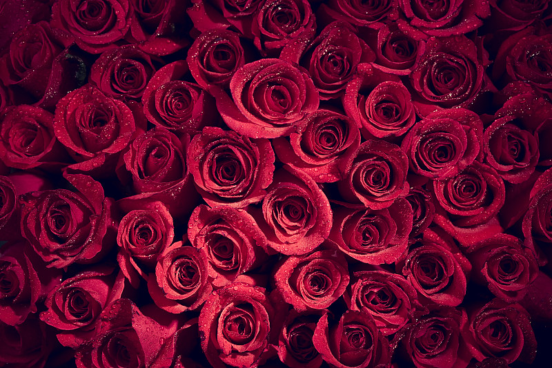 玫瑰,情人节,红色,背景,单茎玫瑰,花束,水,水平画幅,无人,湿