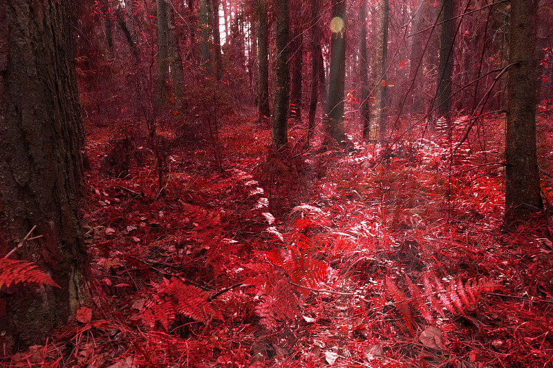 秋天,红色,日光,森林,蕨类,颜色,水平画幅,枝繁叶茂,户外,怪异
