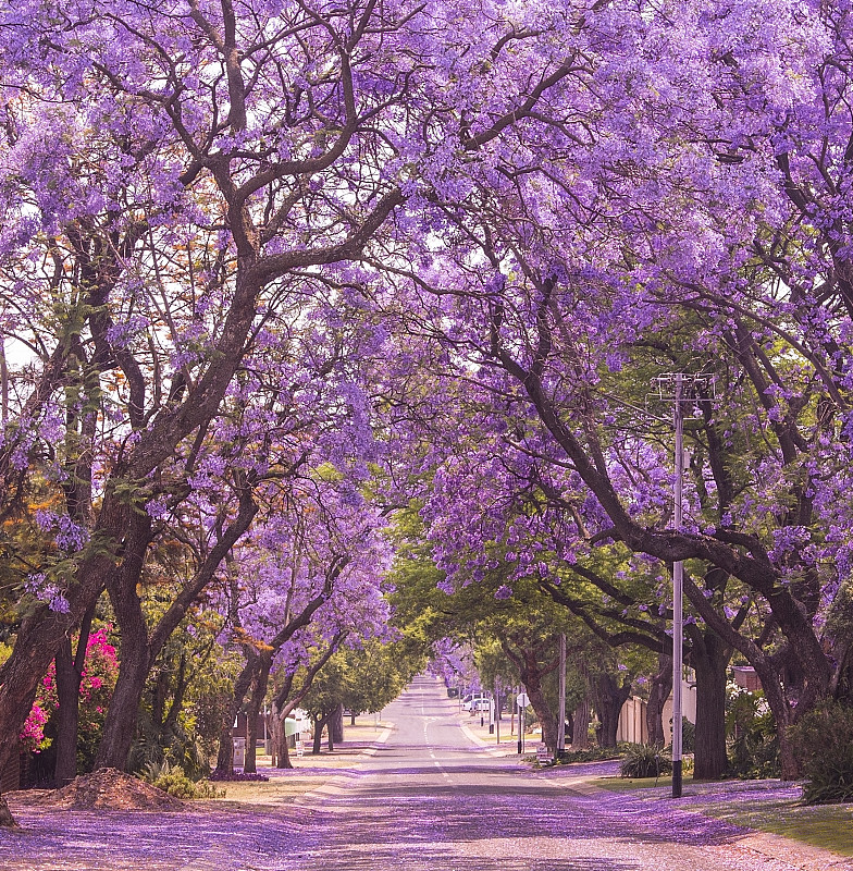 活力,紫薇科树,比勒陀利亚,街道,鲜花盛开,紫罗兰,春天,自然美,垂直画幅,美