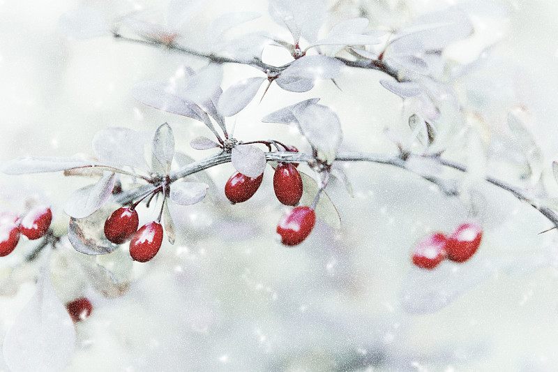 冬青树,雪,灰色背景,浆果,野玫瑰果,枝,冻结的,红色,冬天