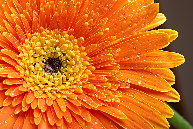 橙色,非洲雏菊,露水,自然,水平画幅,无人,特写,仅一朵花,自然美,水滴