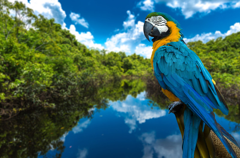 自然,蓝黄金刚鹦鹉,金刚鹦鹉,鹦鹉,亚马逊地区,马瑙斯,亚马逊河,秘鲁亚马孙,帕拉洲,贝伦
