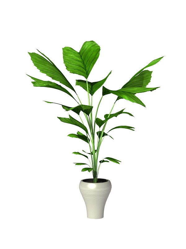 盆栽植物,垂直画幅,绿色,无人,白色背景,背景分离,植物,芭蕉,用具,住宅内部