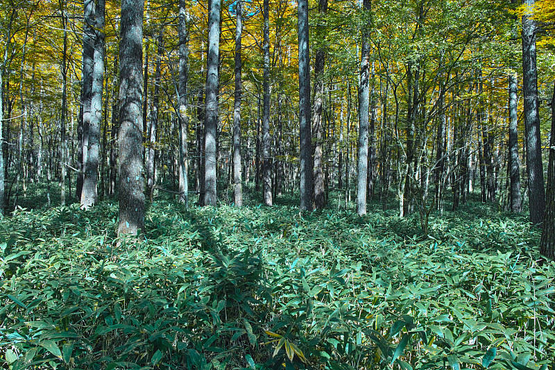 森林,竹,落叶松,高原,日本落叶松,度假胜地,水平画幅,长野县,无人,夏天