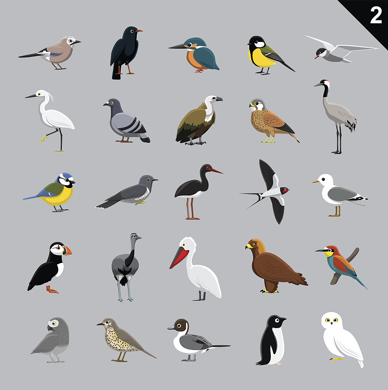 鸟类,绘画插图,卡通,矢量,多样,两只动物,海鸥,山鸦,红隼,三趾鸵鸟