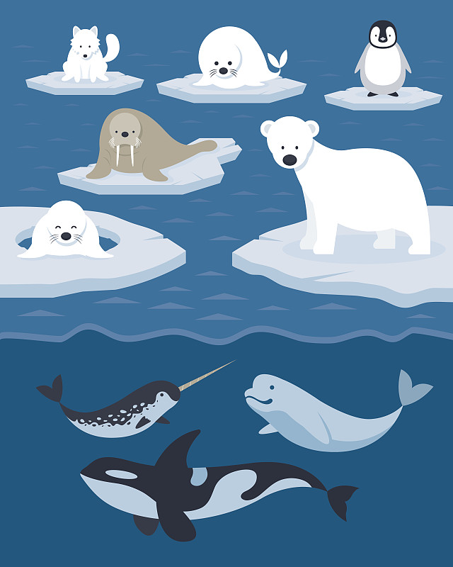 性格,动物主题,北极,背景,绘画插图,海豚,企鹅,水下,海狮,卡通