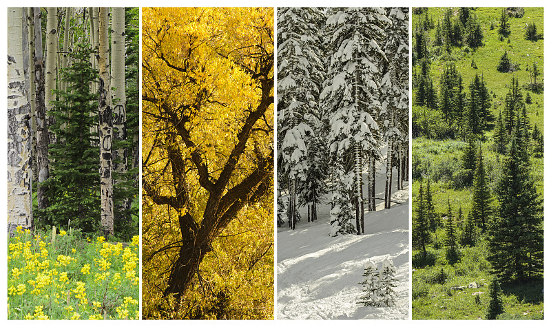 四季,蒙太奇,美国西部,洛矶山脉,雪,夏天,白色,冬天,松科,树干
