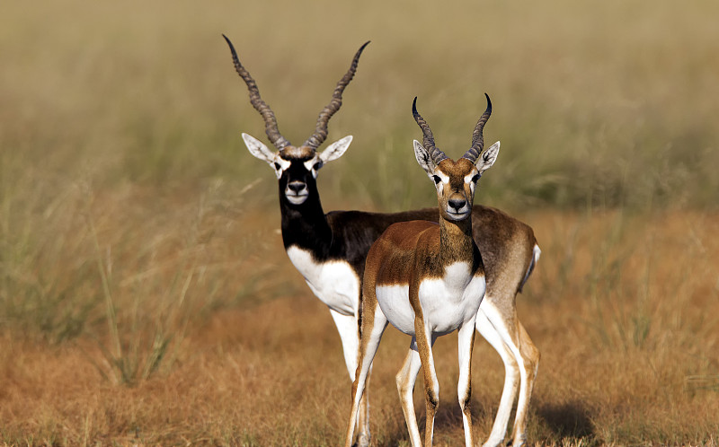 印度羚,羚羊,拉贾斯坦邦,哺乳纲,野生动物,水平画幅,无人,2015年,野外动物,印度