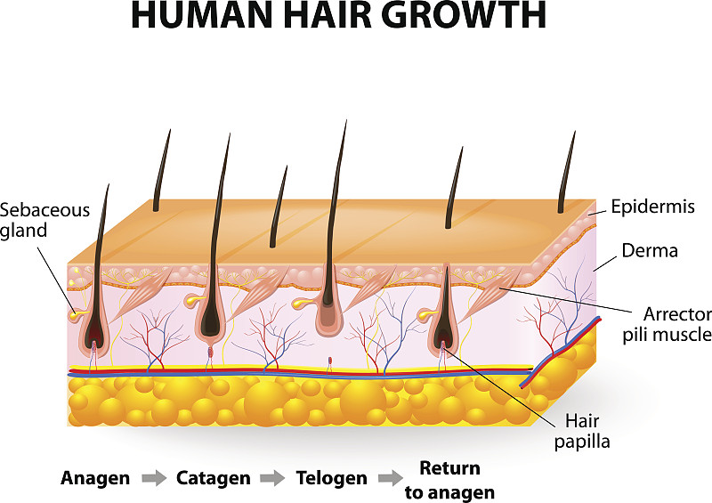 头发,毛囊,激素替代疗法,黑色素,乳突,秃头症,真皮层,人类腺体,脚踏车,图表