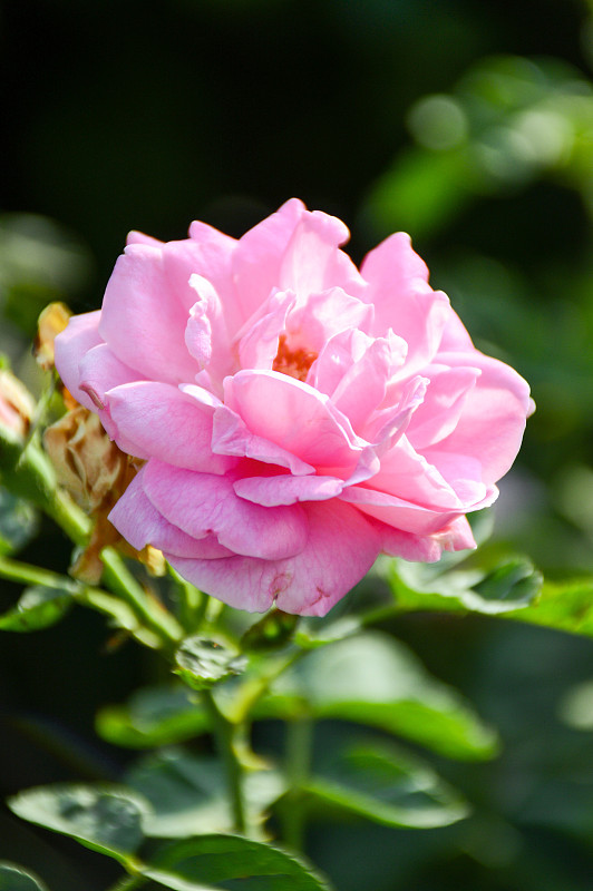 大马士革玫瑰,粉色,自然,垂直画幅,无人,玫瑰,户外,自然美,花坛,清新