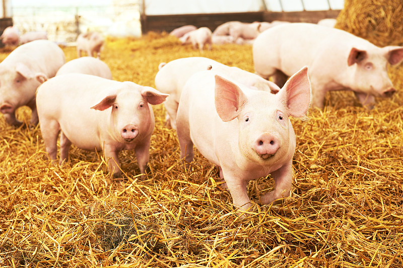 小猪,猪,干草,农场,幼小动物,家猪,猪舍,猪肉,谷仓,牲畜