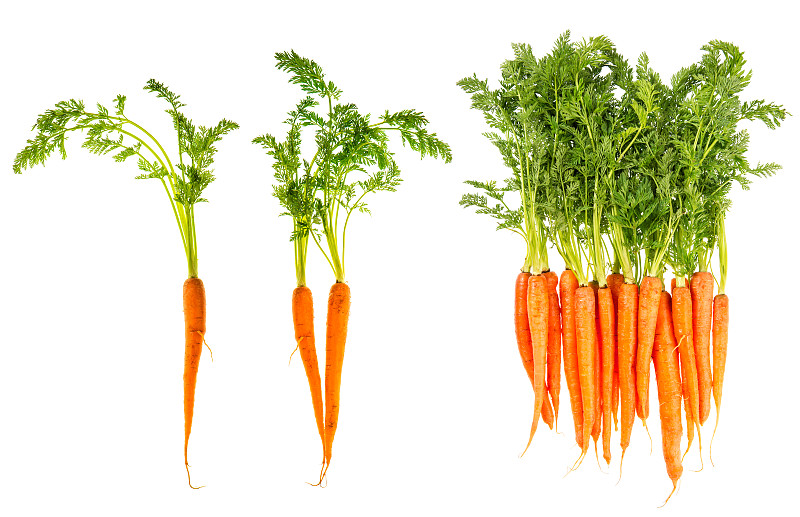 胡萝卜,白色,清新,叶子,绿色,分离着色,胡萝卜素,水,水平画幅,素食