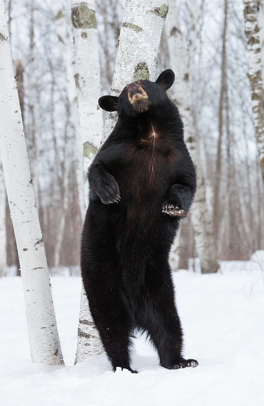 美洲黑熊,熊,垂直画幅,正面视角,注视镜头,雪,动物习性,野外动物,户外,动物主题
