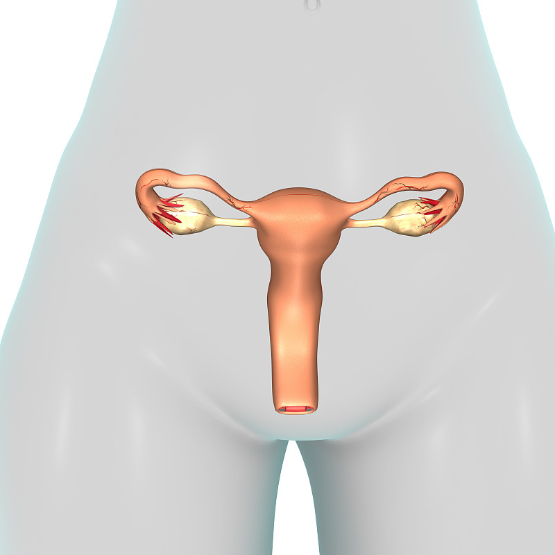 女性生殖系统,卵子生成,女性形象,生殖器官,宫颈癌,输卵管,女阴,卵巢,卵巢癌,子宫颈