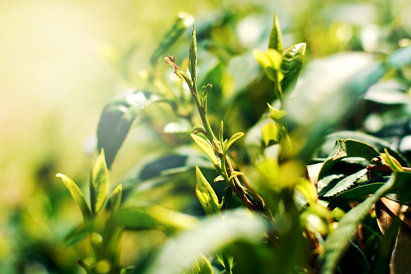茶叶,清新,绿色,绿茶,草药,草本,茶树,茶,中国茶,叶子
