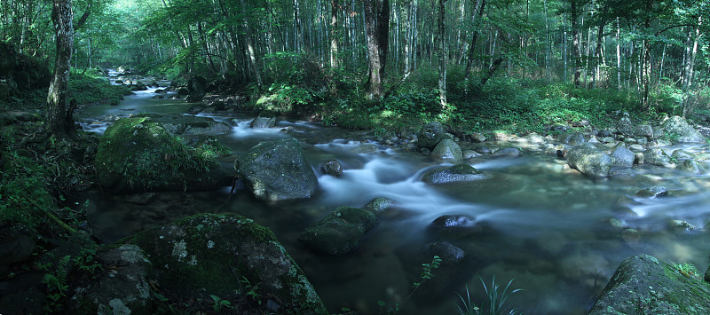 小溪,森林,水,新的,宁静,水平画幅,绿色,无人,全景,户外