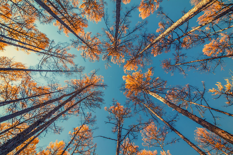 向上看,天空,蓝色,树冠,橙色,红杉,高大的,秋天,叶子