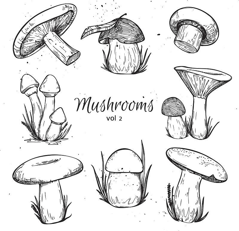蘑菇,绘画插图,矢量,两个物体,动物手,食用菌,毒红菇,素食,干的,鸡油菌