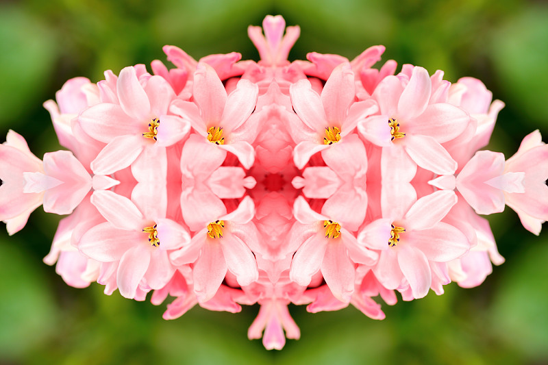 芙蓉石,风信子,仅一朵花,清新,超现实主义,粉色,对称,万花筒,蒙太奇,芳香的