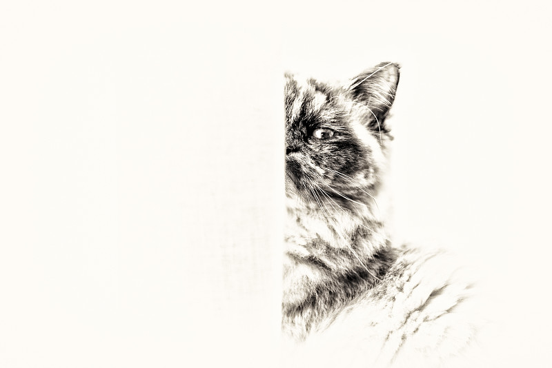 缅甸猫,注视镜头,猫,面具,窗帘,部分,正面视角,留白,水平画幅,无人