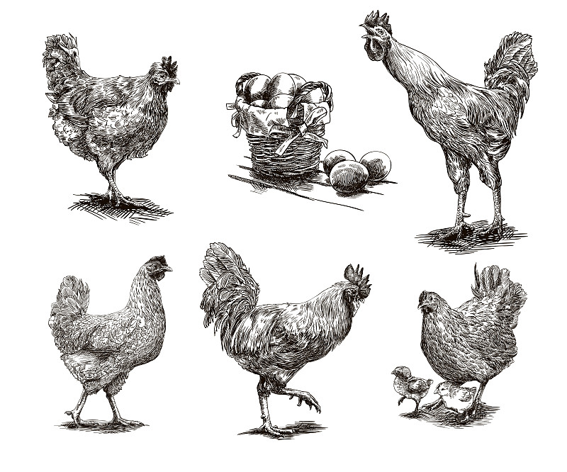 公鸡,鸡,小公鸡,母鸡,鸡肉,卵,家禽,鸡蛋,牲畜,绘画插图