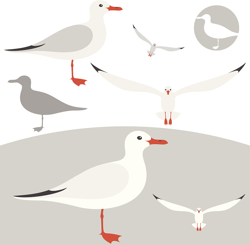 海鸥,白色,符号,背景分离,图标集,计算机图标,图像,鸟类,设计元素,矢量