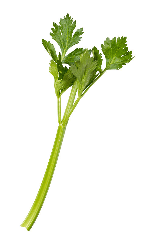 芹菜,一个物体,茎,分离着色,自然,垂直画幅,绿色,无人,有机食品,生食