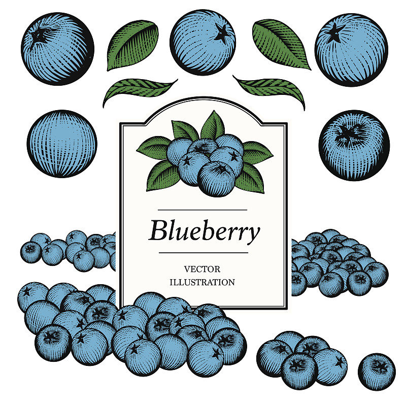 蓝莓,木版画,绘画插图,绿色,水果,无人,蓝色,浆果,蚀刻版画,叶子