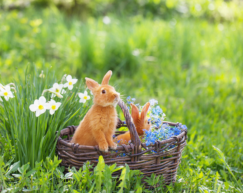 兔子,户外,红色,复活节,水平画幅,篮子,草,哺乳纲,毛绒绒,勿忘我