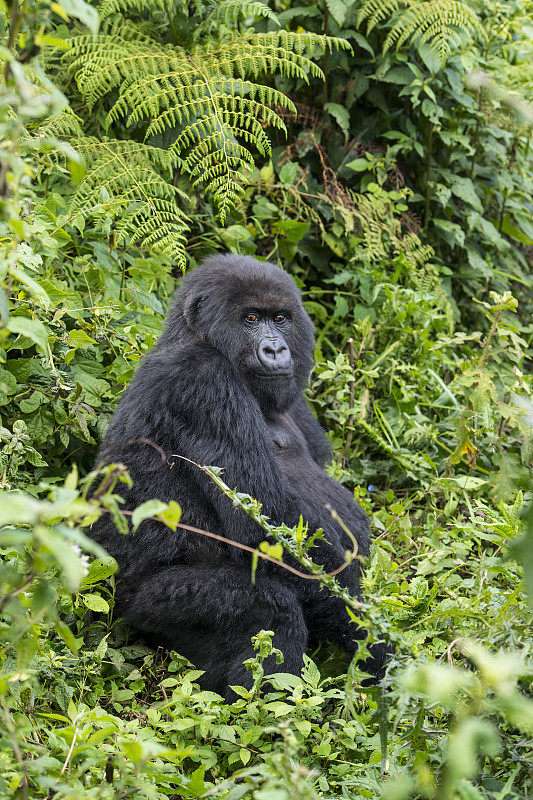 卢旺达,高山大猩猩,热带雨林,parc,national,des,volcans,大猩猩,乌干达,无人,非洲,野外动物,特写