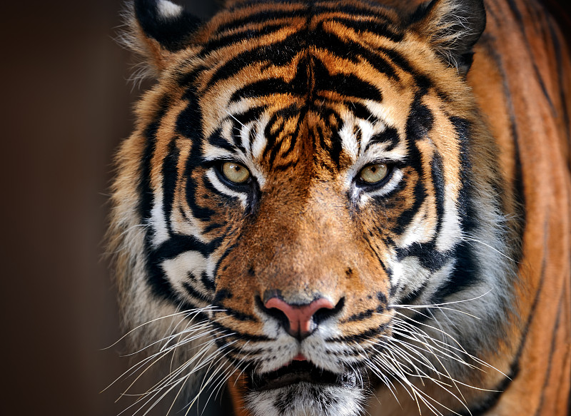 虎,虎眼石,野外动物,野生动物,动物头,虎纹,勇气,动物,西伯利亚虎,大型猫科动物