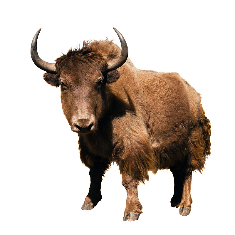 褐色,牦牛,母牛,白色背景,分离着色,喜马拉雅山脉,巨大的,动物身体部位,野外动物,偏远的
