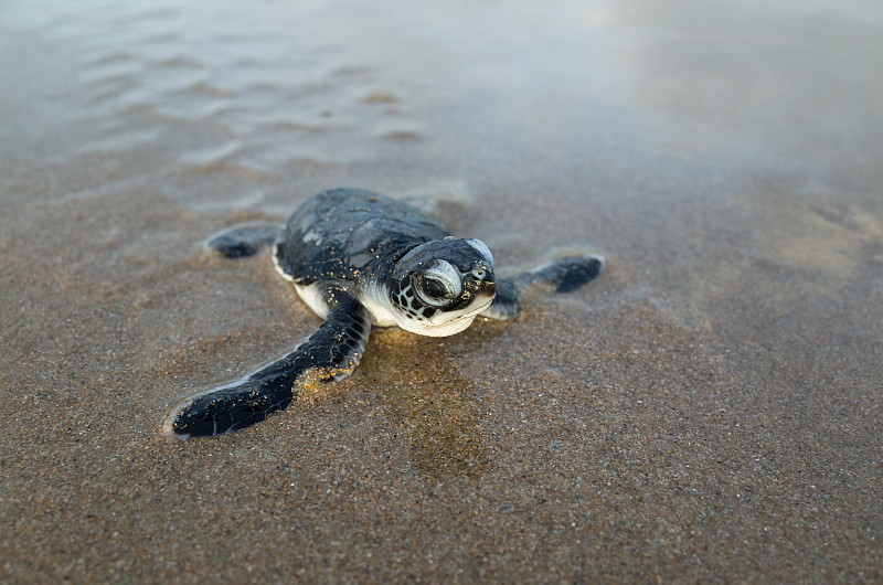 绿蠵龟,海滩,海洋生命,野生动物,脊椎动物,一只动物,海龟,肯尼亚,动物,水生动植物