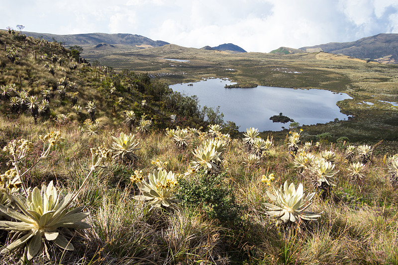 哥伦比亚,苏格兰高地,水平画幅,无人,户外,湖,草,生态多样性,拉丁美洲,高处