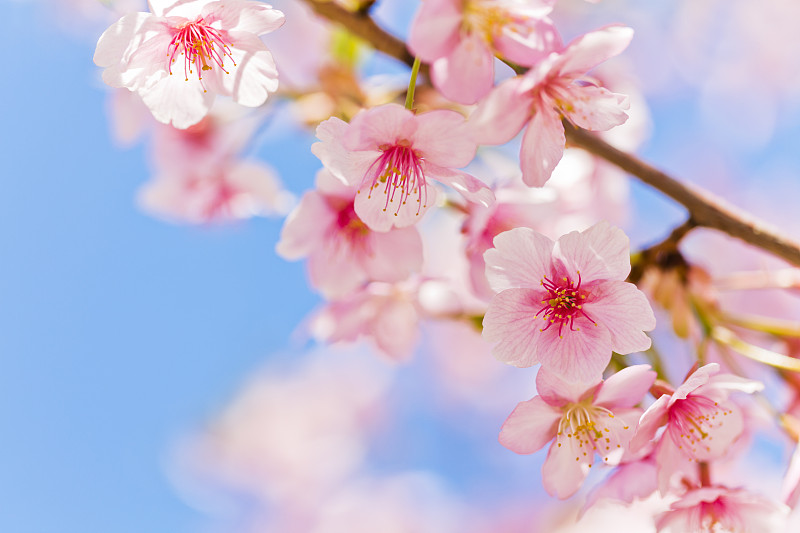 樱桃树,天空,蓝色,粉色,樱花,花朵,选择对焦,留白,水平画幅