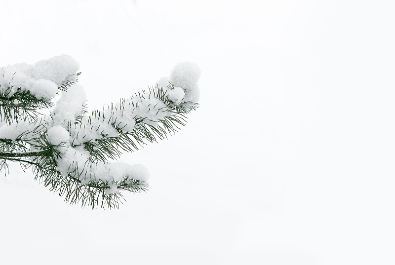 松木,枝,大风雪,松树,雪,贺卡,水平画幅,无人,圣诞树