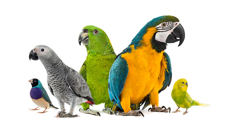 鹦鹉,前面,白色背景,野生动物,水平画幅,非洲灰鹦鹉,家畜,无人,鸟类,gouldian,finch