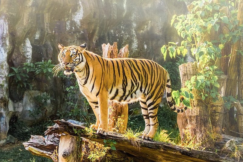 孟加拉虎,虎,底格里斯河,野生猫科动物,水平画幅,巨大的,动物身体部位,野外动物,户外,白人