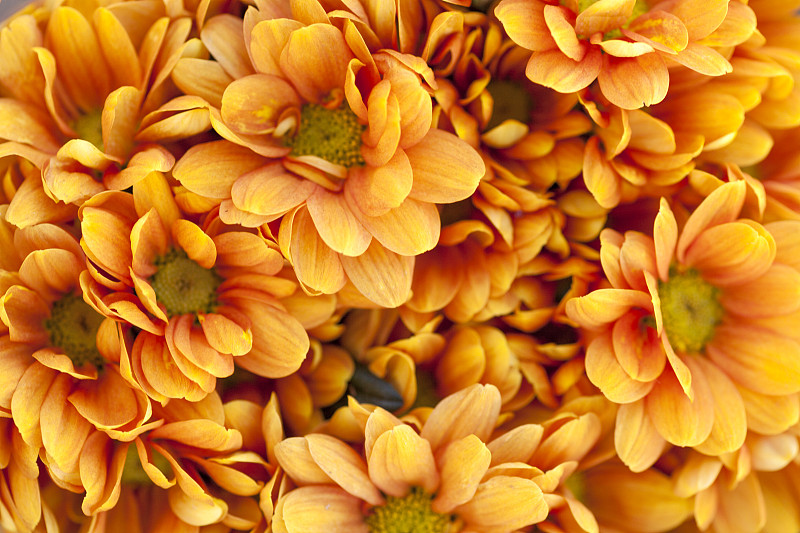 橙色,仅一朵花,背景,大滨菊,茼蒿菊,选择对焦,美,水平画幅,无人,美人