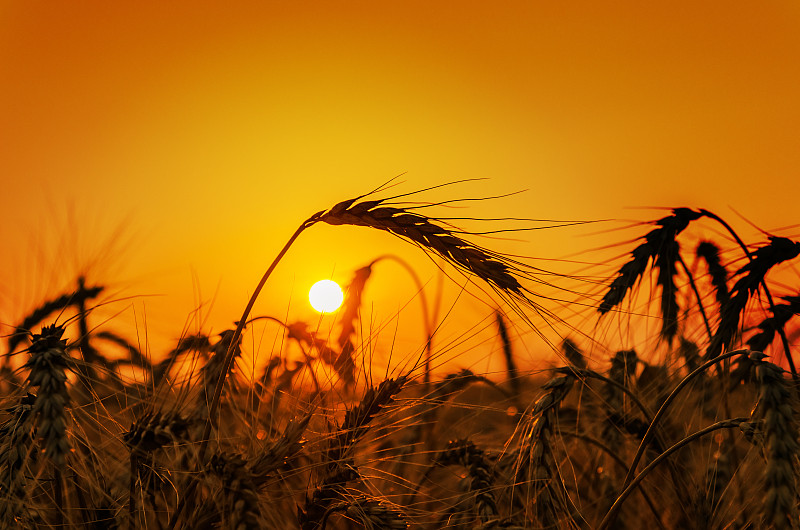 农作物,田地,橙色,在上面,天空,水平画幅,无人,夏天,面包,稻草