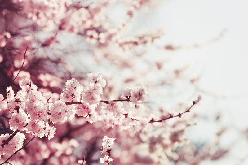 樱花,粉色,春天,花朵,禅宗,日本,关闭的,吉野樱花,亮色调,留白
