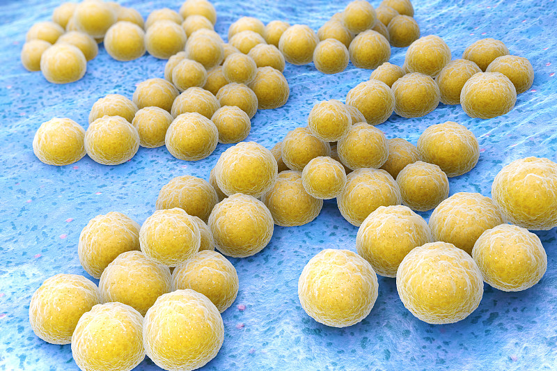 金黄色葡萄球菌,葡萄球菌,甲氧西林耐药金黄色葡萄球菌,微需氧的,脓毒症,细菌,大规模的放大,肿胀的,基因突变