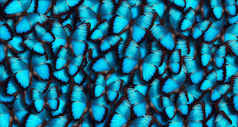 蝴蝶,蓝色,全景,背景,蓝色闪光蝶,闪光蝶,蝴蝶犬,动物群,满画幅,张开翅膀